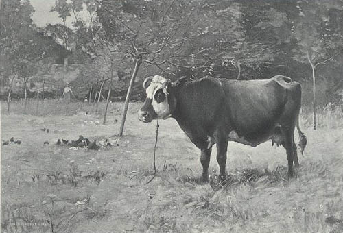 La vache au piquet par Julien Dupr