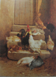 Coq et poules sur lescalier