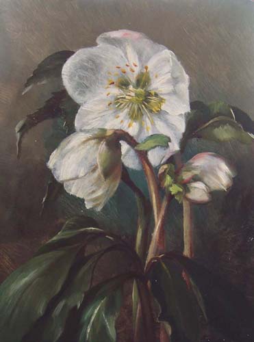 Fleurs par Laure Ernestine Malzieux