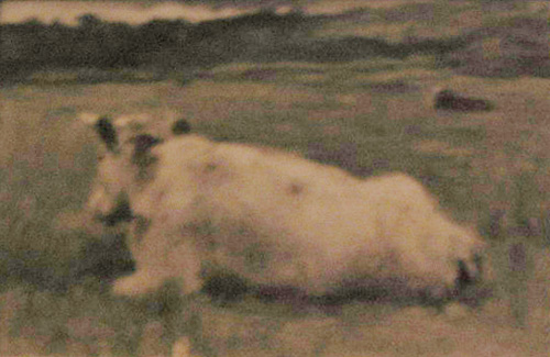 La vache couche par Julien Dupr