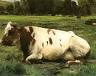 Vache au repos