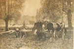 Les vaches au champ