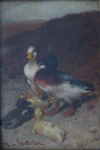 Canards