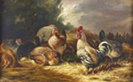 Les coqs et les poules