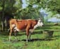 Une vache a l abreuvoir