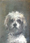 Tte de chien