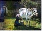 Une vache blanche a la traite
