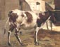 Une vache devant l etable