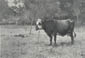 La vache au piquet