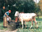 Vachere abreuvant les vaches