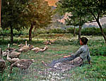 Une gardienne d'oies
