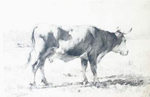 Une vache dans un pr