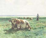Vaches au repos