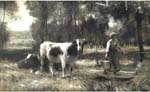 Vaches prs dun pont