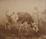 Vache et fermire