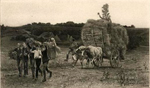 Les dernires gerbes