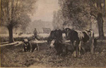 Les vaches