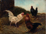 Poules sur le fumier