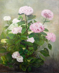 Les hortensias