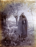 Bergre et moutons en sous-bois