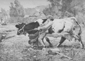 La vache obstine