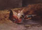 Coq avec deux canards