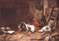 Canards et poules avec un rat mort