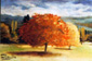 L'arbre orange