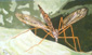 La tipule