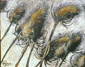 Les chardons