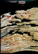 Fibres