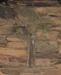 Crucifix