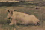La vache couche