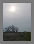 Le buisson maritime